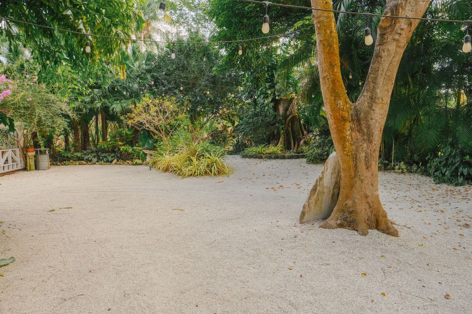 A dirt path winds through a grove of tall trees with dappled sunlight filtering through the branches.
