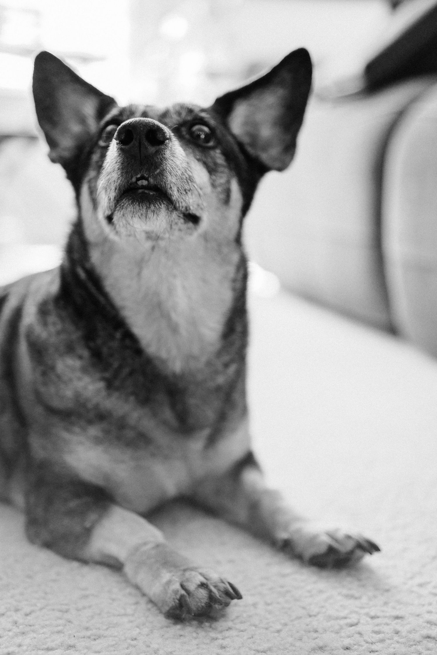 A series of five black and white photos showing close-up views of a Boston Terrier dog's face from different angles.