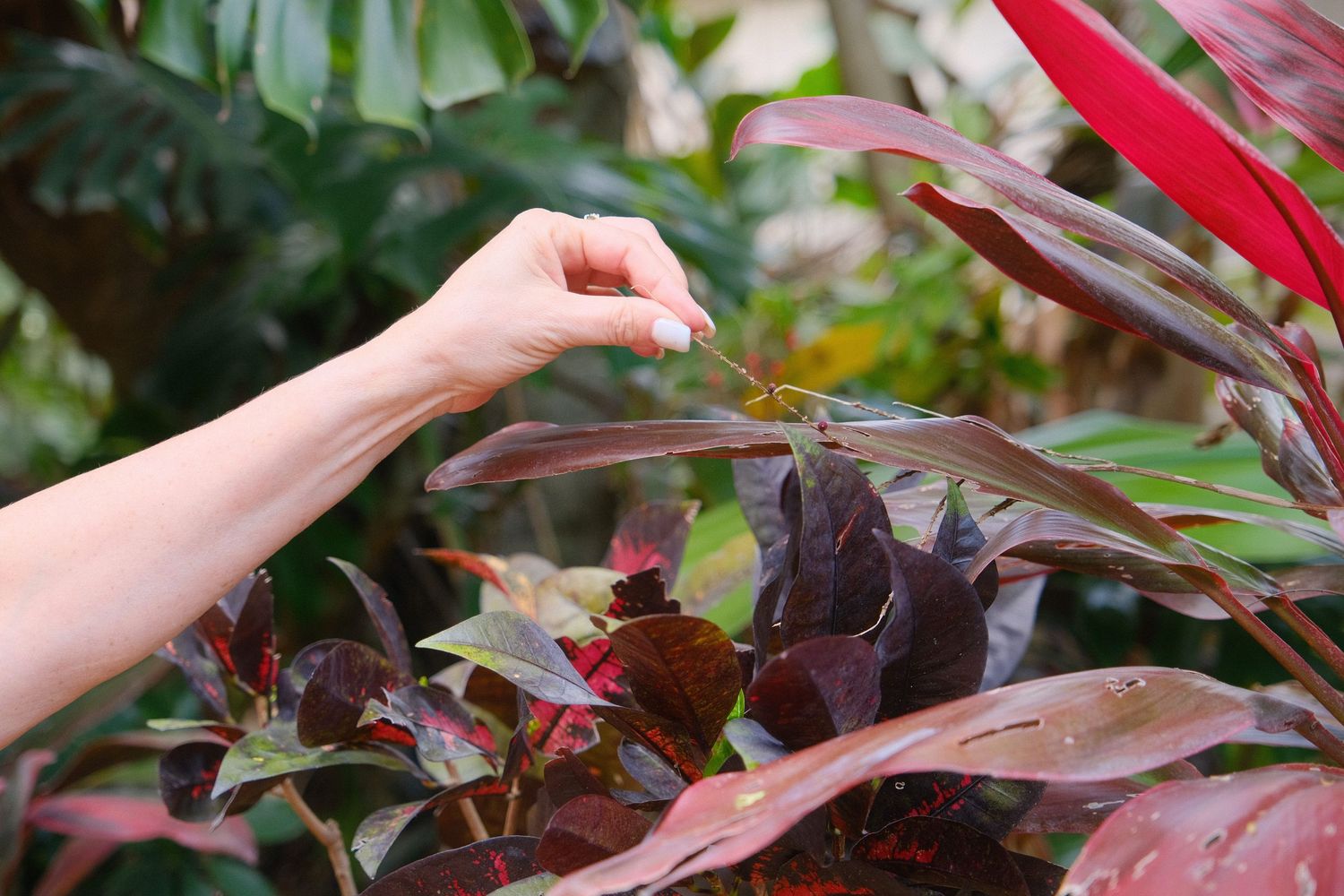 Hands reaching out to touch vibrant red and green foliage growing on plants in a garden setting.