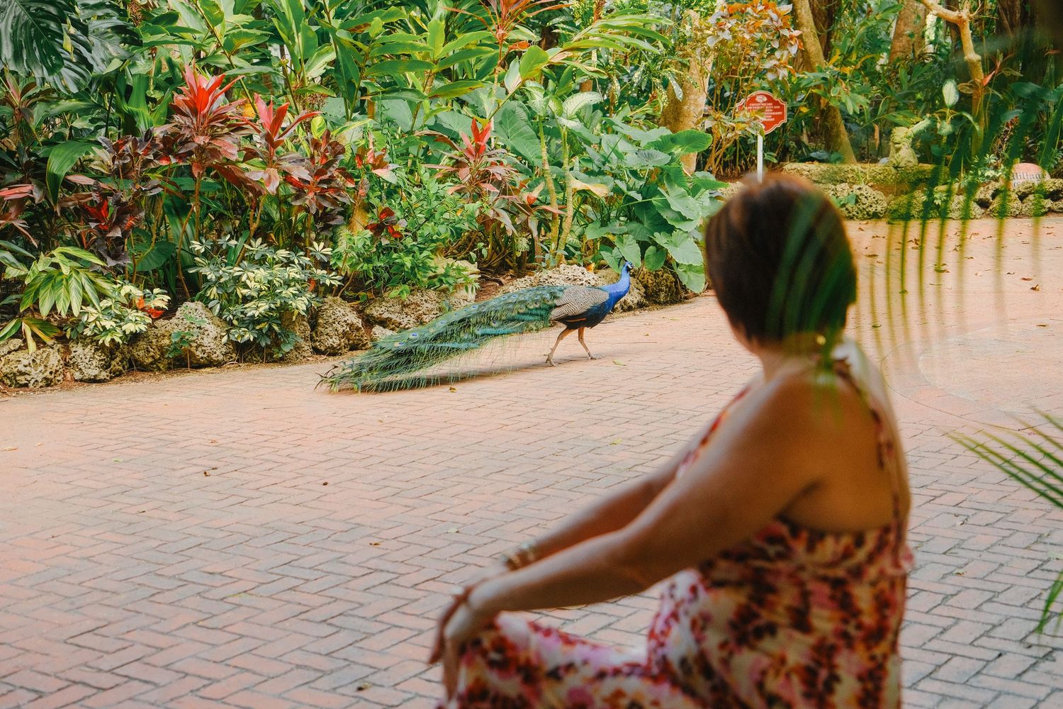 A peacock struts along a brick pathway bordered by lush tropical plants and greenery in a garden setting.