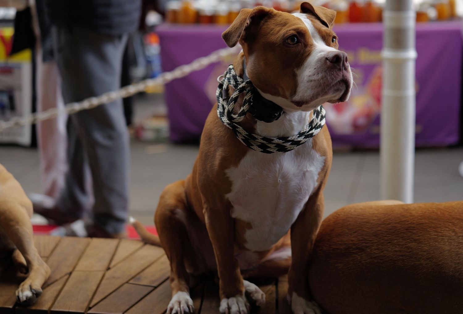 Brown and white bulldog puppy sitting attentively on wooden surface.