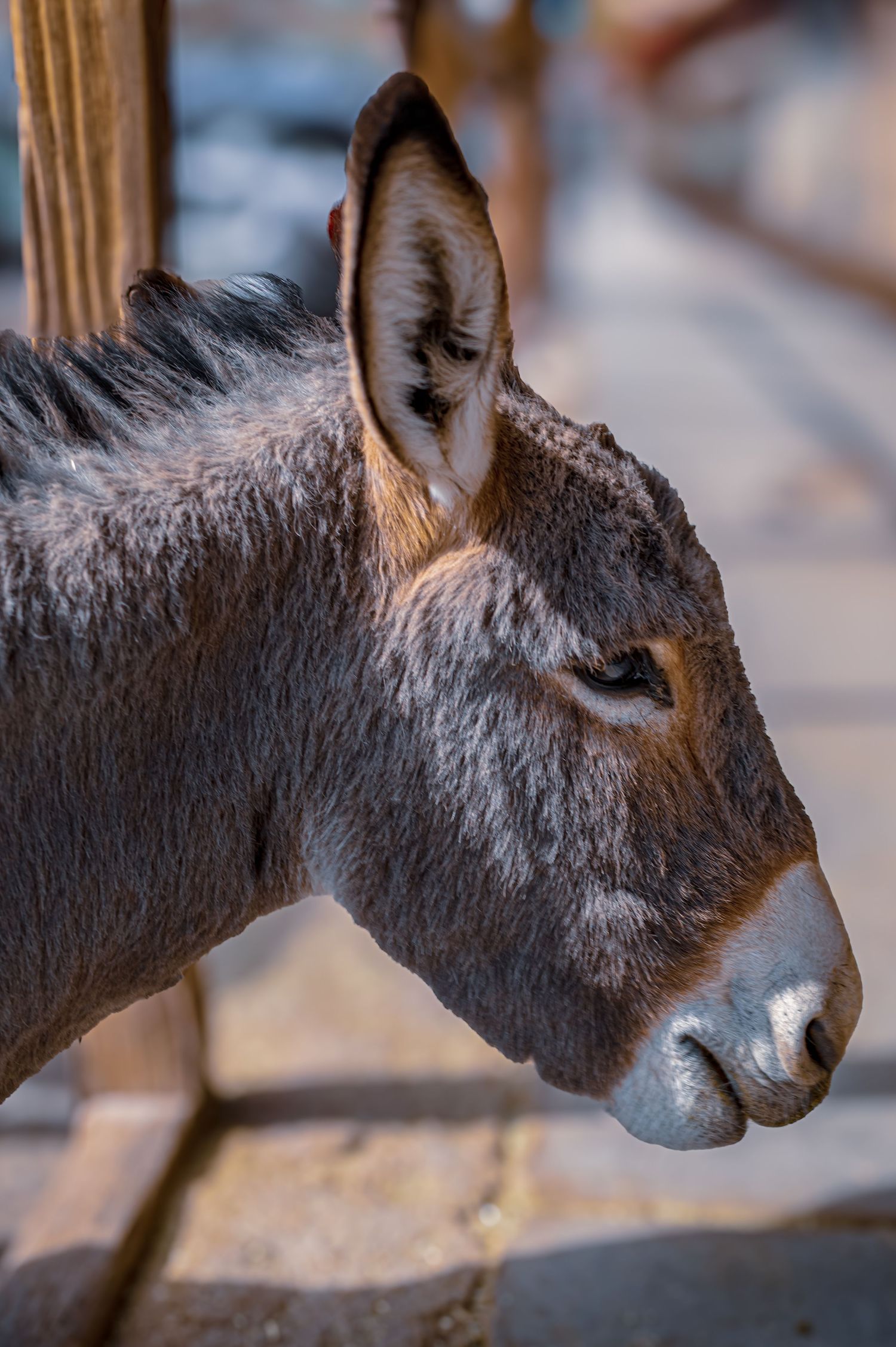 Close-up profile view of a donkey's head and ear in warm lighting.