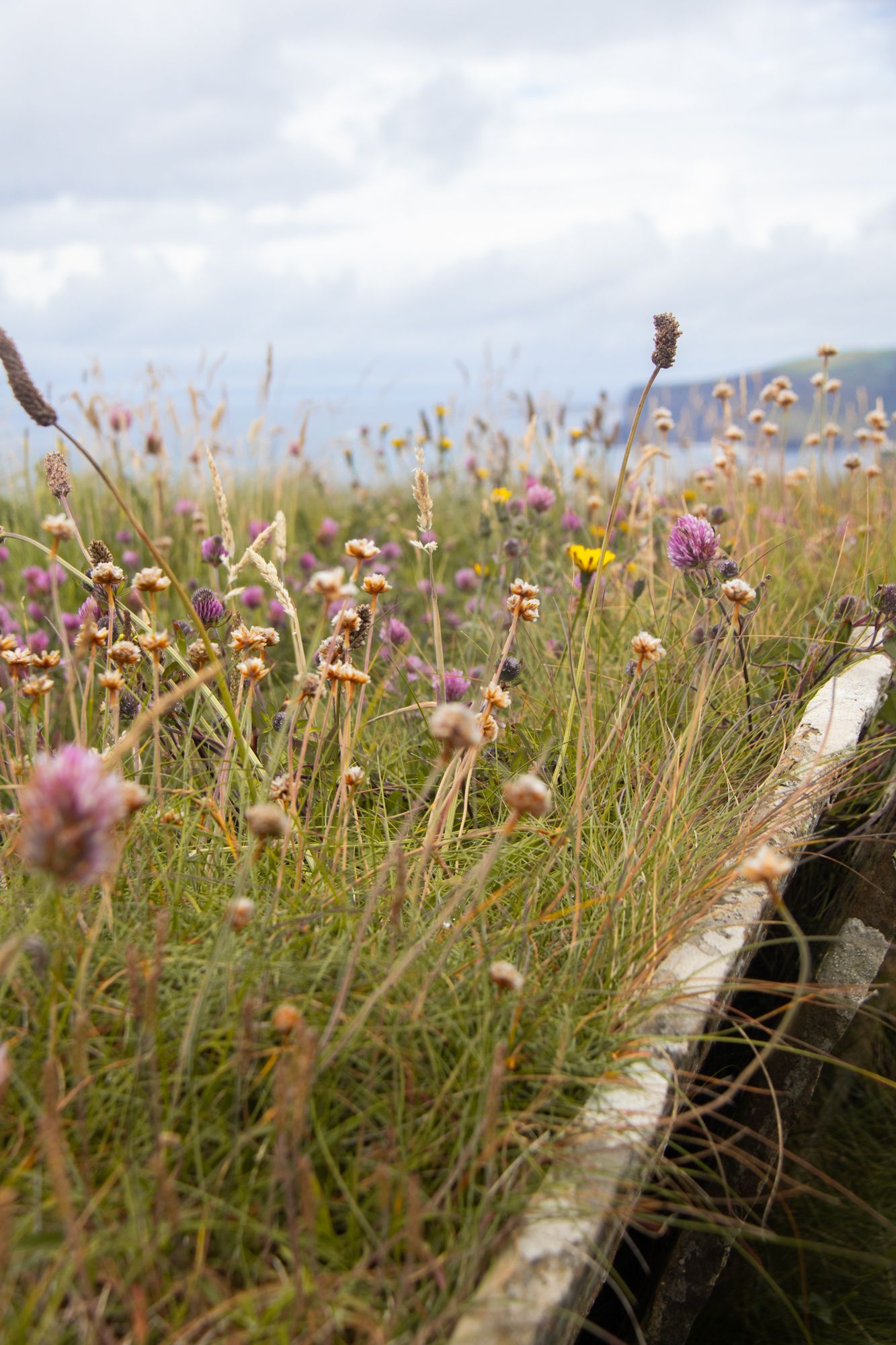 Coastal meadow study. Focus on the rhythmic, vertical stems of wildflowers and sea pinks against a soft, blurred cliffside. Organic scale.