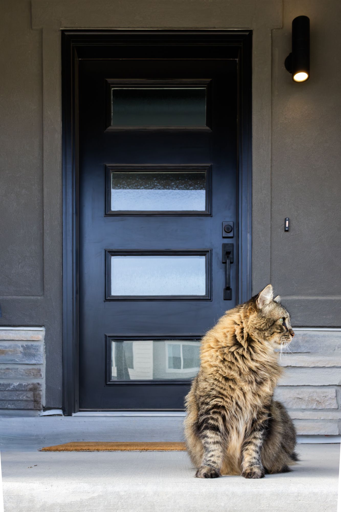 Modern residential exterior photography of a sleek black front door, featuring a long-haired cat for a warm, high-end lifestyle aesthetic.