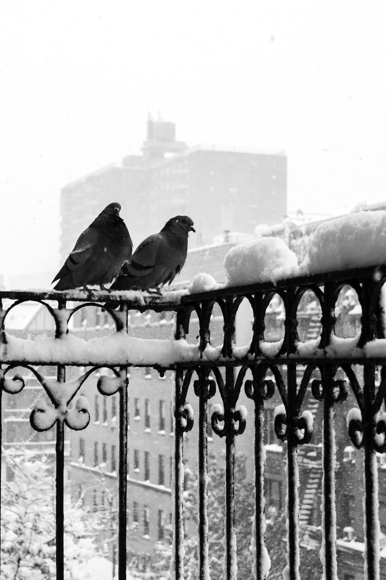 Moody monochrome city scene. Winter in the city featuring pigeons on a snow-covered balcony. Premium stock imagery for blogs and media.