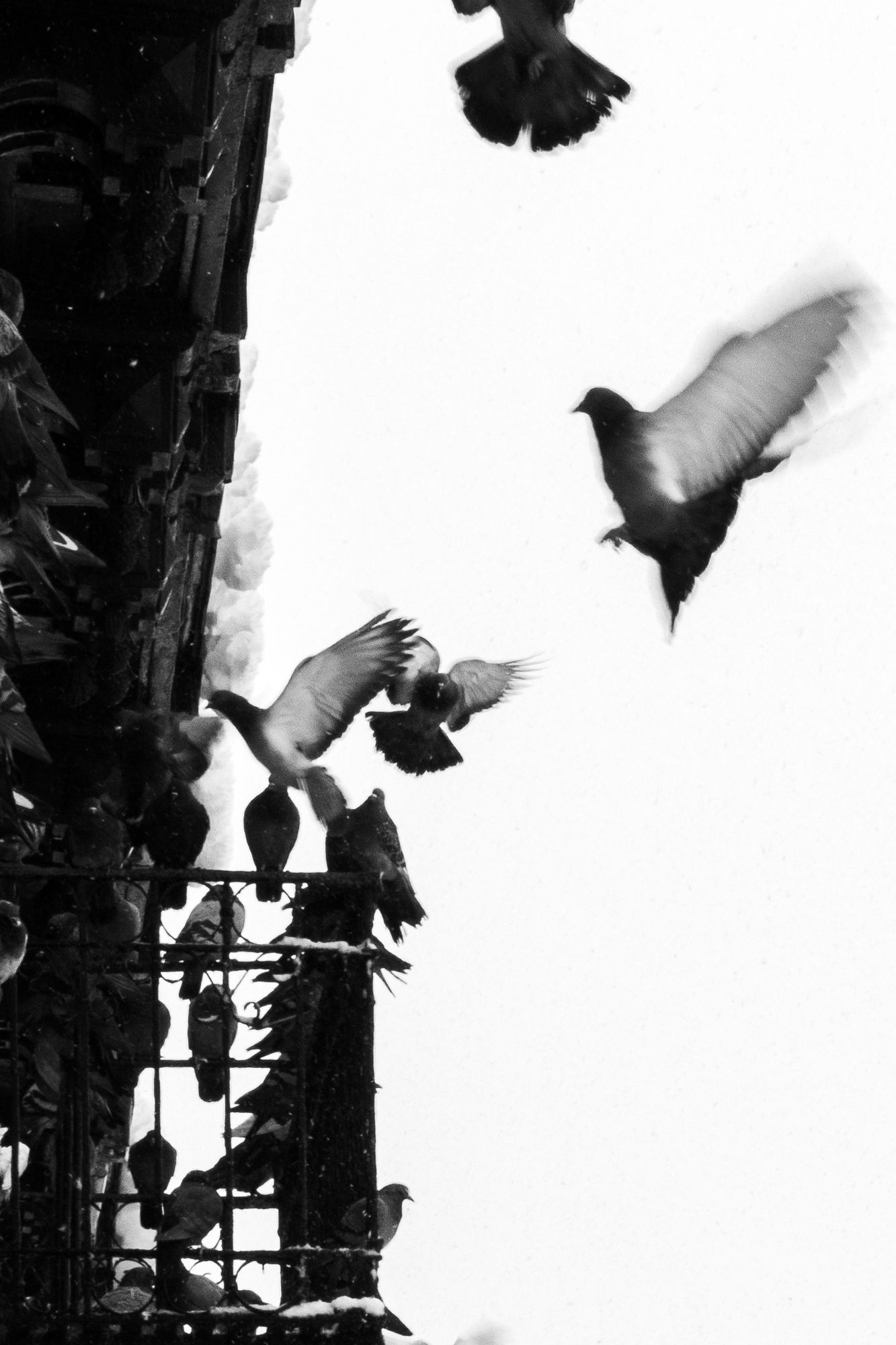 Abstract B&W bird in flight. Artistic motion blur on a minimalist white background. Premium fine art photography for galleries and decor.