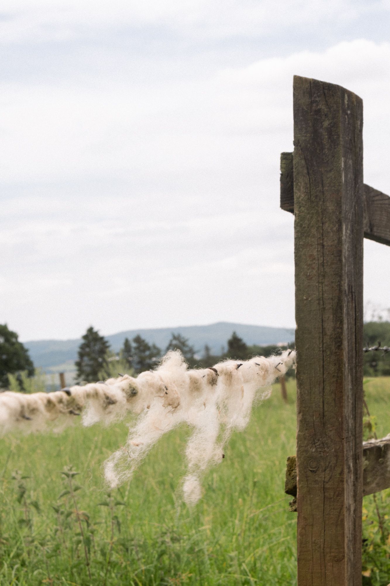 A study of sheep’s wool caught on a wood fence. Focus on the delicate, wind-blown fibers against the rugged, vertical wooden post.