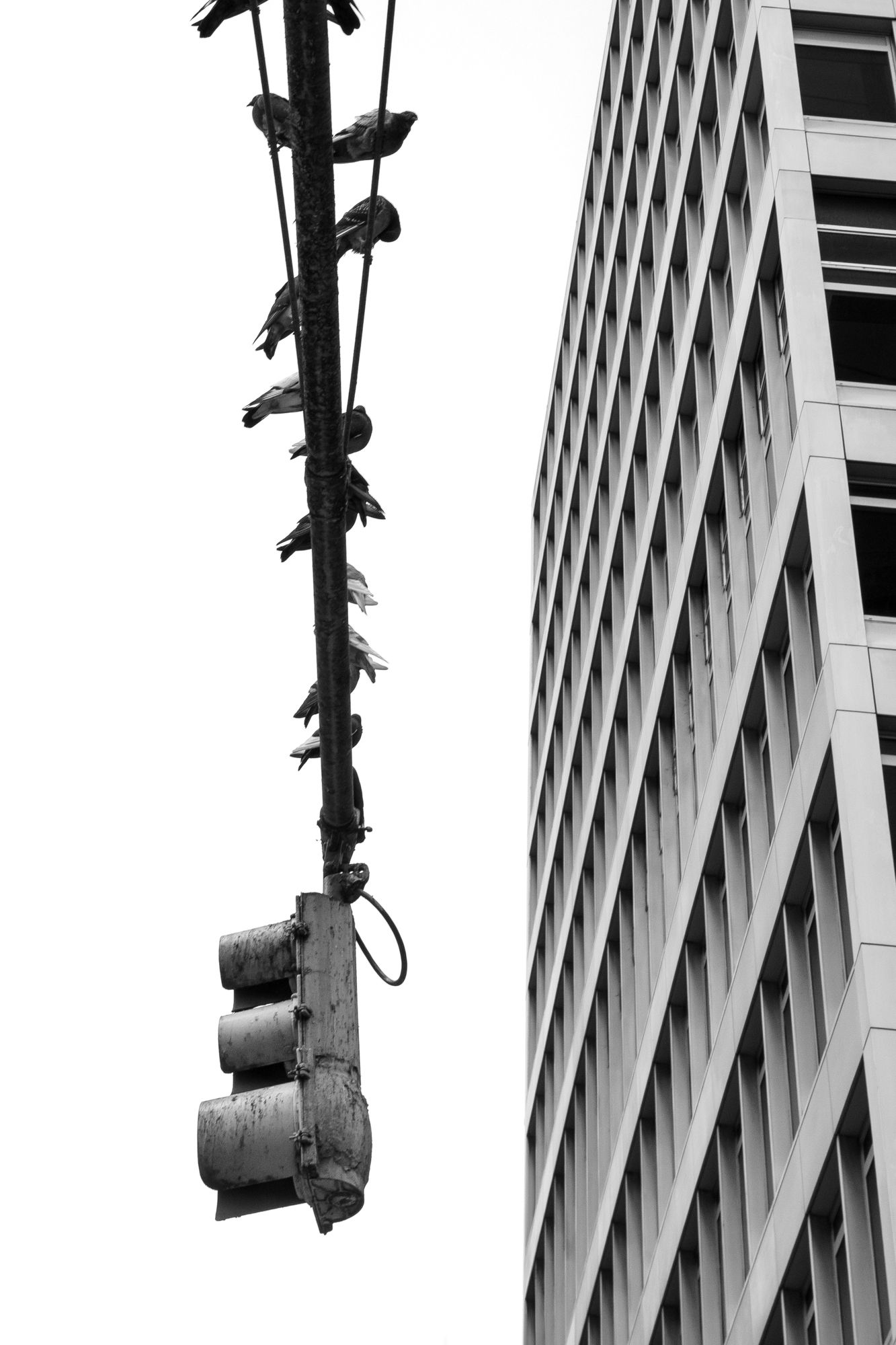 Pigeons perch on a suspended traffic light in New York City, creating a sharp black-and-white contrast against a modern skyscraper backdrop.