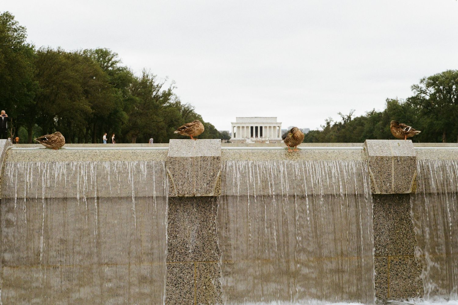 Mallard ducks rest on a stone waterfall with the iconic Lincoln Memorial standing majestically in the distance at the National Mall in DC.