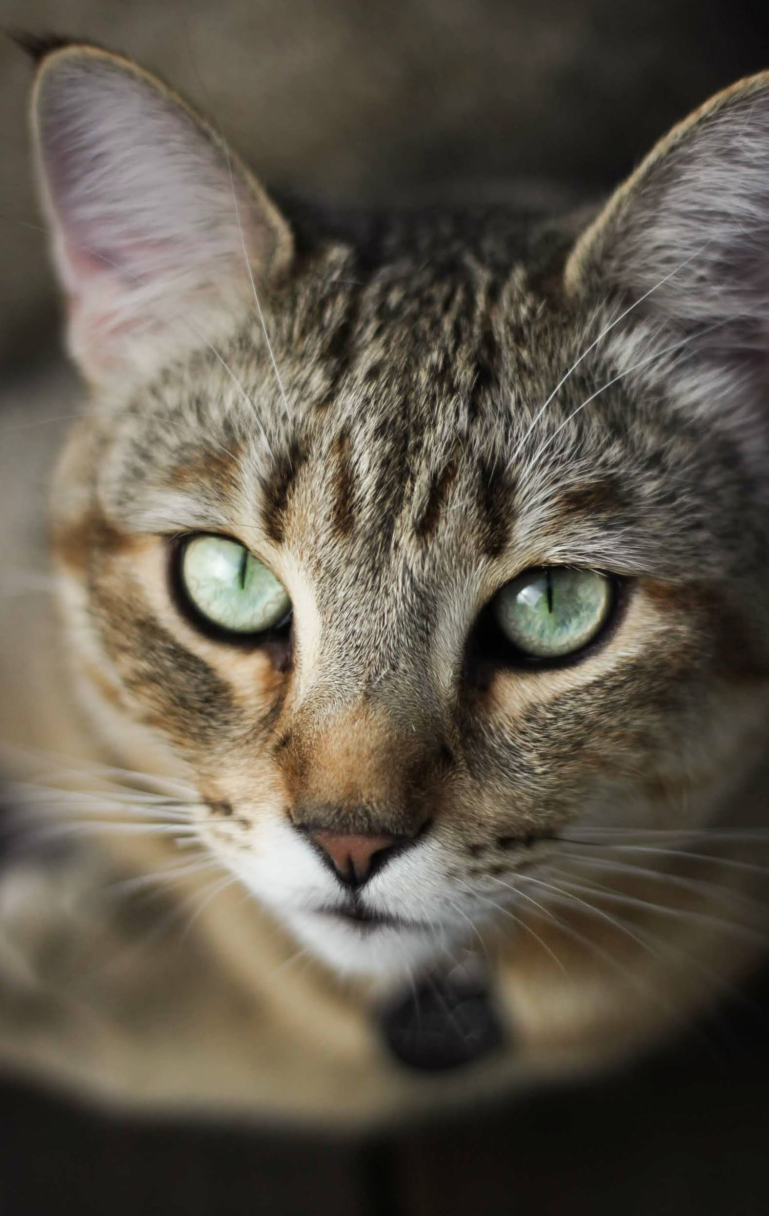 High-detail macro pet portrait capturing striking green eyes and fine fur textures, demonstrating precision focus and animal photography ski