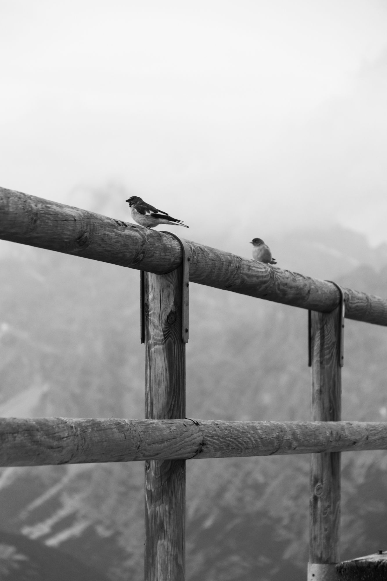 Atmospheric black-and-white alpine scene of two birds perched on a wooden fence, surrounded by fog and distant mountain textures.