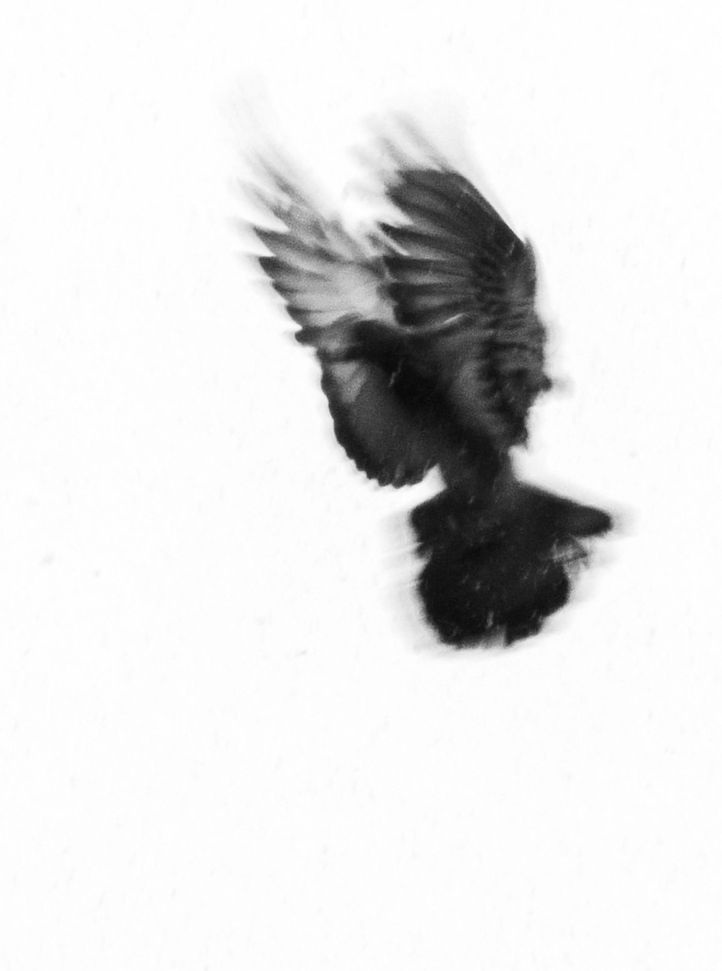 Abstract B&W bird in flight. Artistic motion blur on a minimalist white background. Premium fine art photography for galleries and decor.