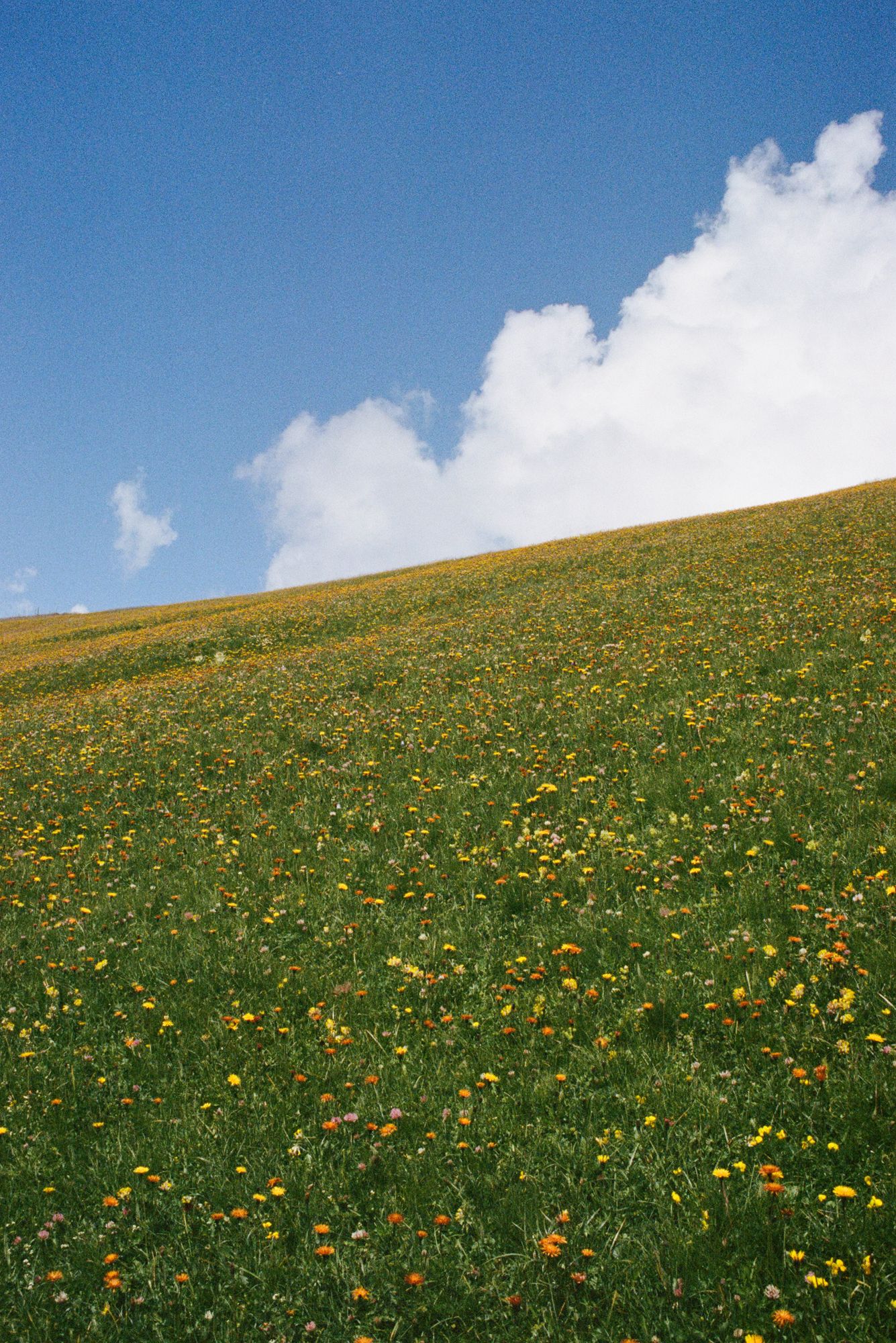 Sun-drenched alpine meadows filled with yellow wildflowers stretch toward a bright blue sky and fluffy white clouds in the Italian Alps.