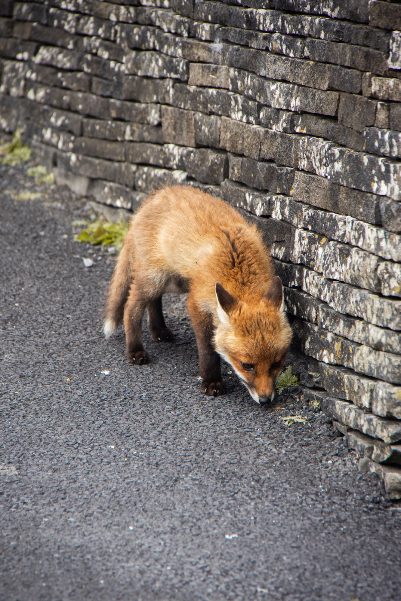 Urban fox study. Focus on the organic, tawny form against the rhythmic, horizontal repetition of a dry stone wall. Domestic wildlife imagery