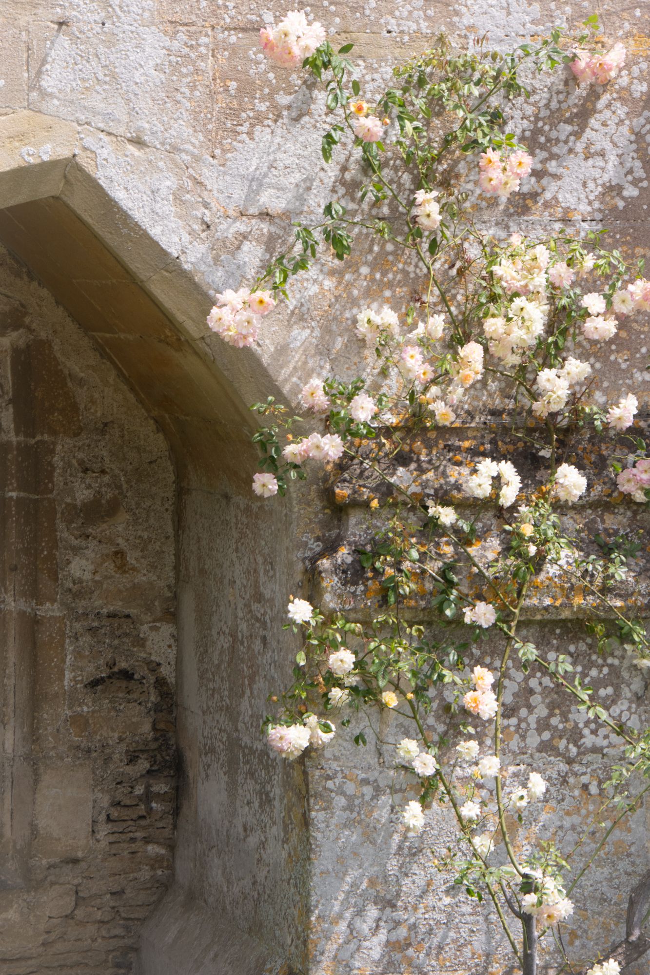 A study of climbing roses against an ancient stone arch. Focus on the soft, organic blooms contrasted with the weathered, rigid masonry.