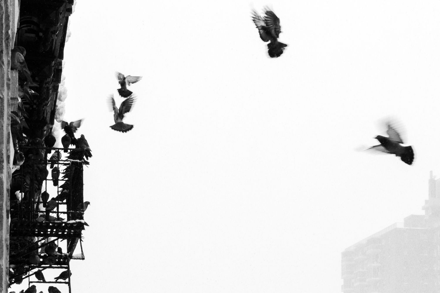 Abstract B&W bird in flight. Artistic motion blur on a minimalist white background. Premium fine art photography for galleries and decor.