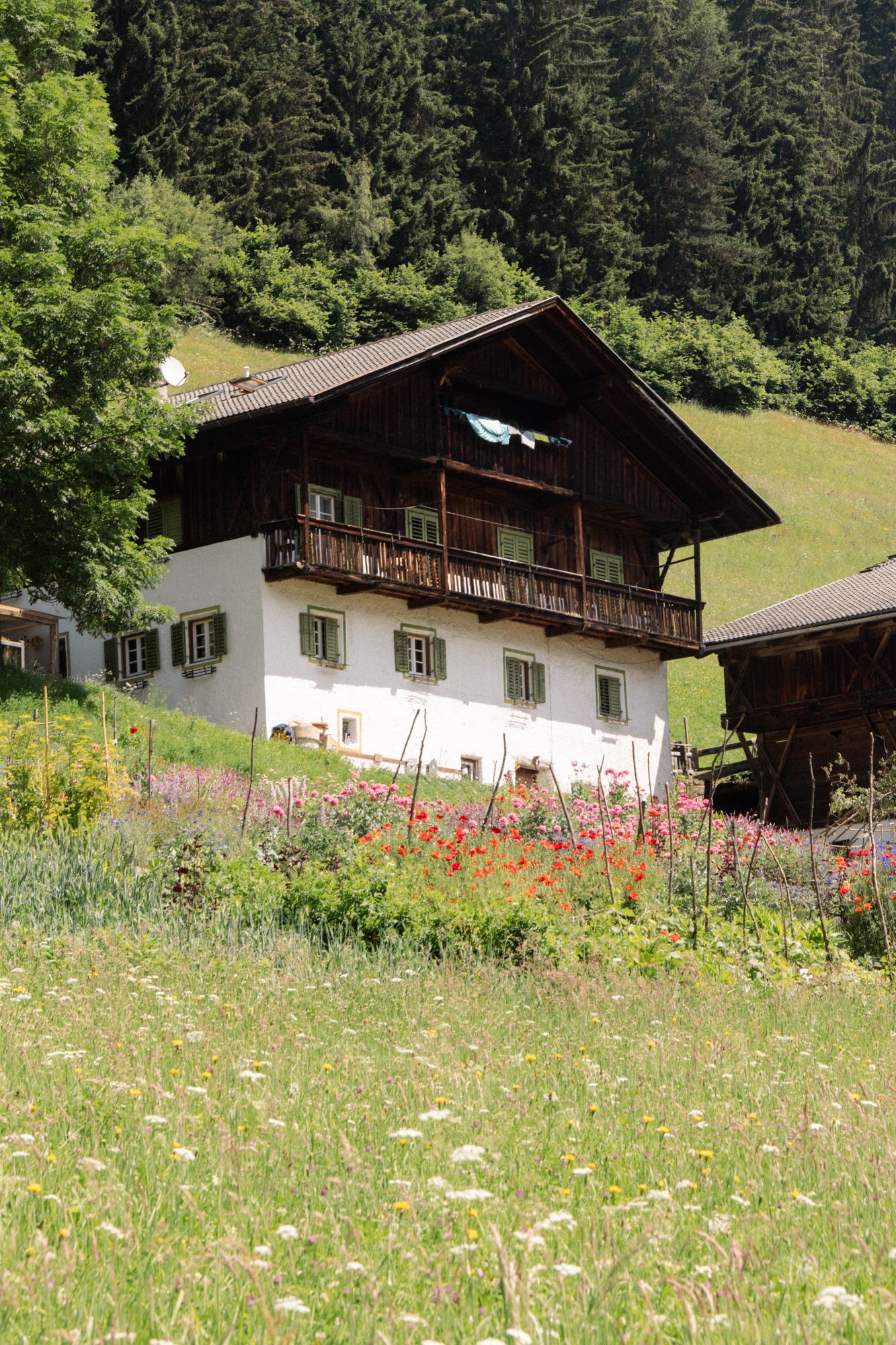 A charming traditional farmhouse stands amidst wildflower meadows and pine forests in the scenic South Tyrol region of the Italian Alps.