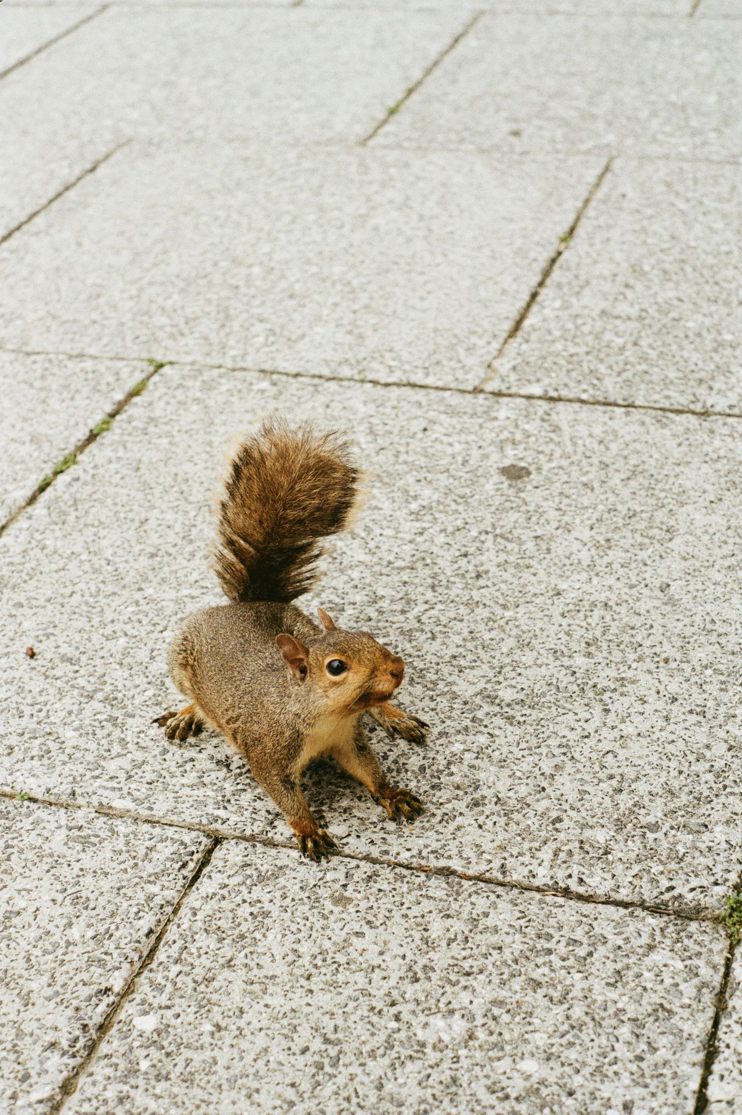 A curious Eastern gray squirrel pauses on a stone-paved path in a New York City park, capturing a charming moment of urban wildlife.
