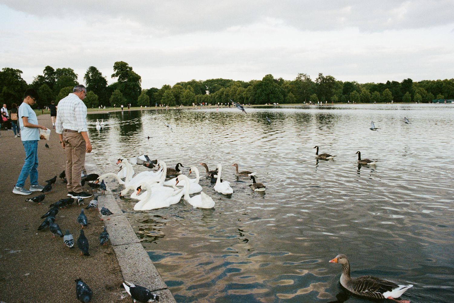 A study of a lake at dusk. Focus on the organic clusters of swans and the rhythmic ripples on the water. Candid imagery.