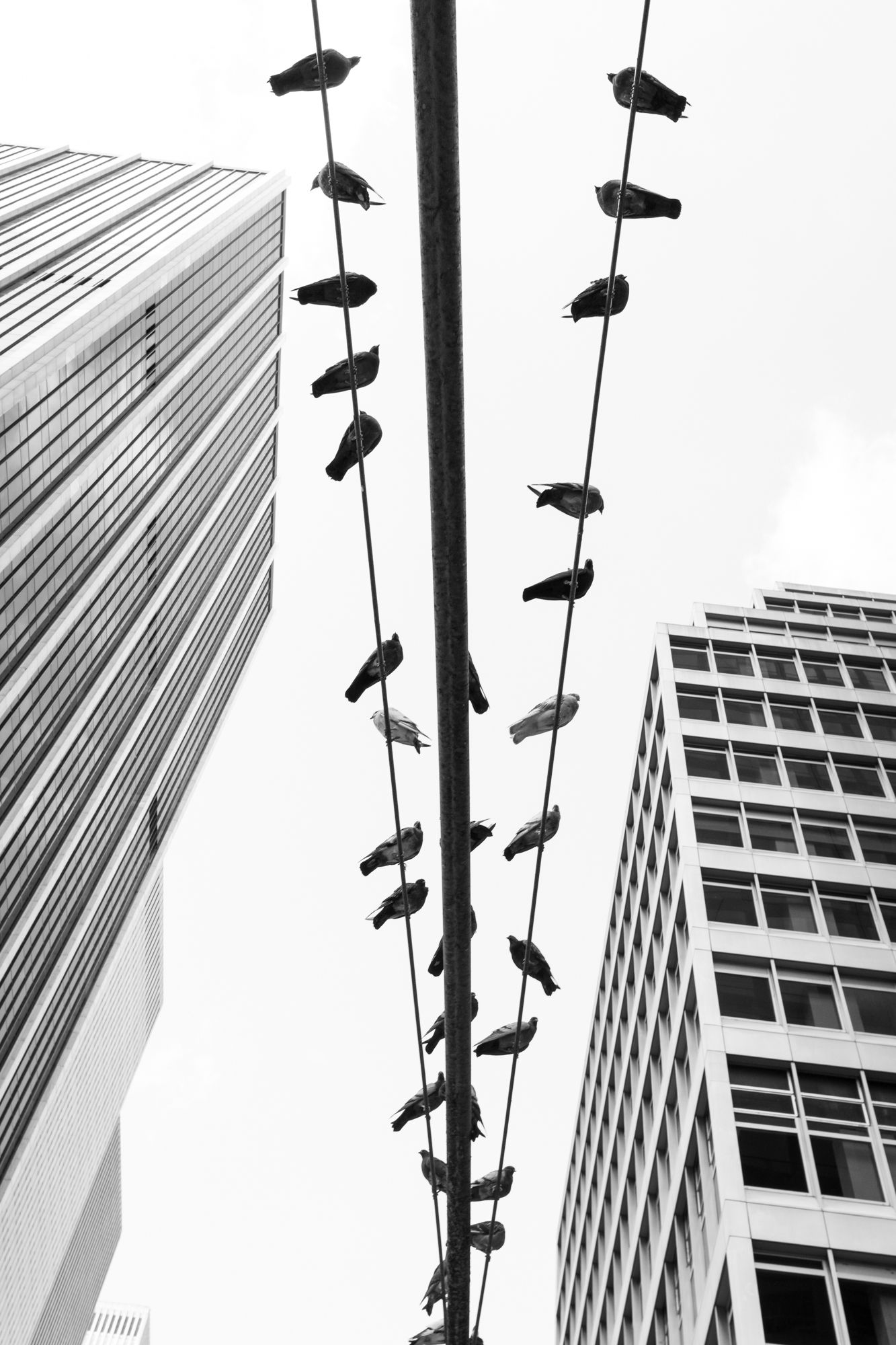 Pigeons perch on a suspended traffic light in New York City, creating a sharp black-and-white contrast against a modern skyscraper backdrop.
