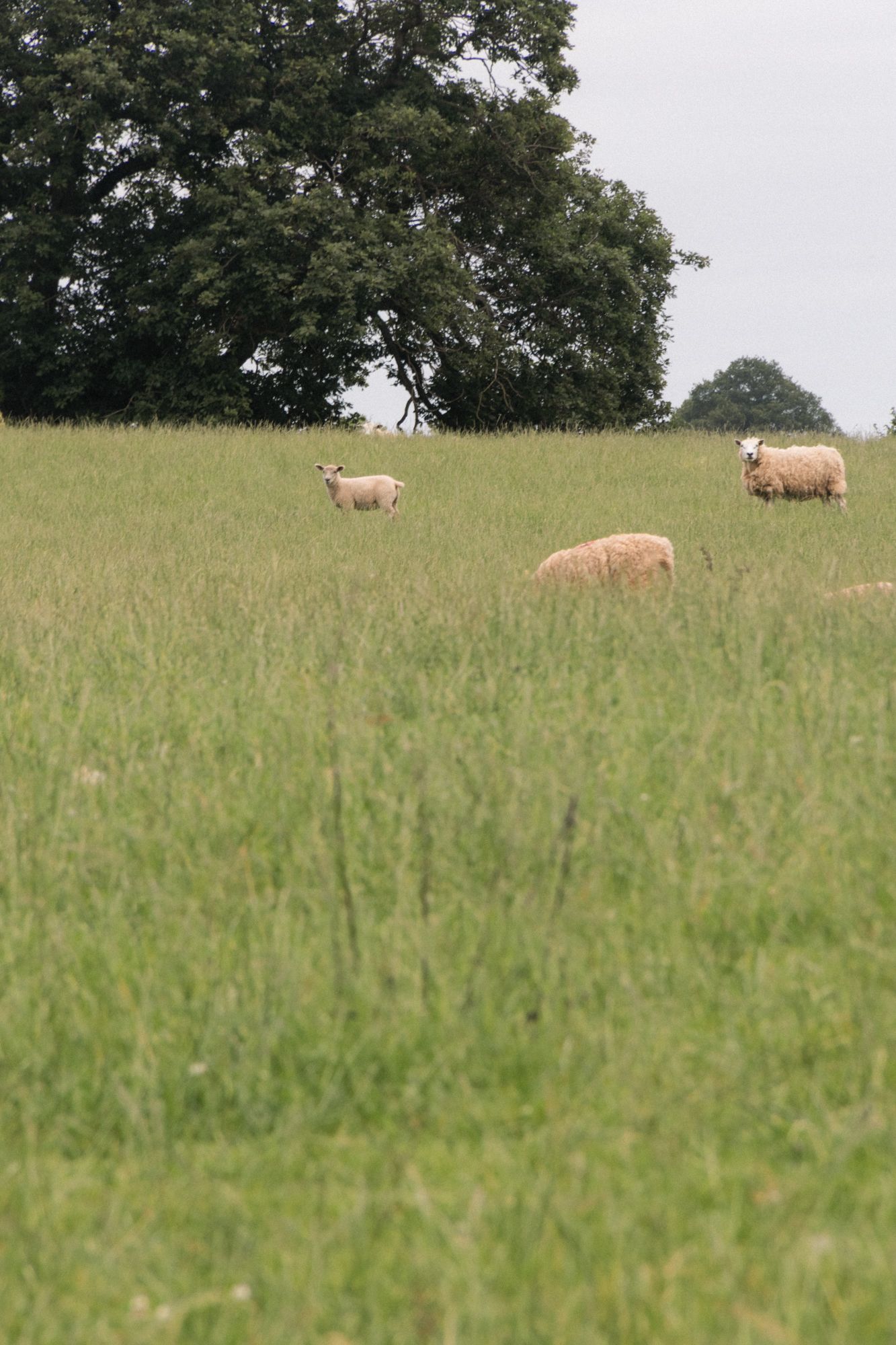 A study of sheep grazing in an expansive meadow. Focus on the layered textures of the long grass and the organic forms of the trees.