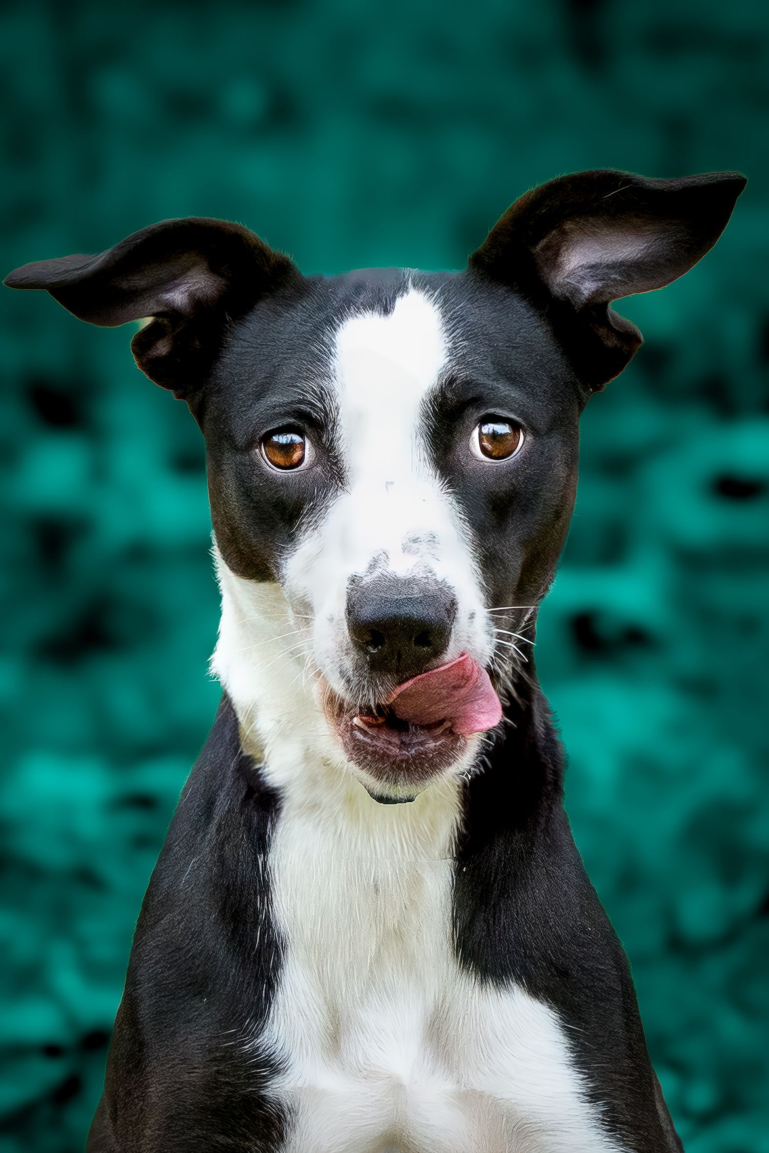 Xena is a rescue dog up for adoption with the SPCA of Polk County, Livingston, Texas