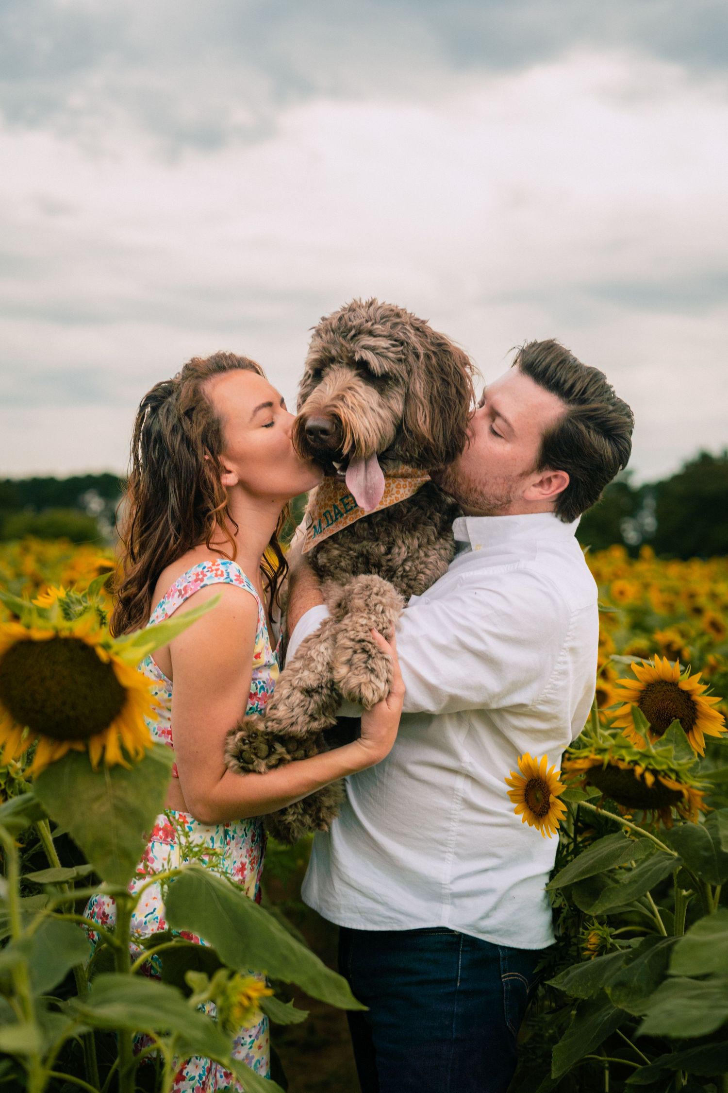 Couple kissing their fluffy doodle dog in a blooming sunflower field.