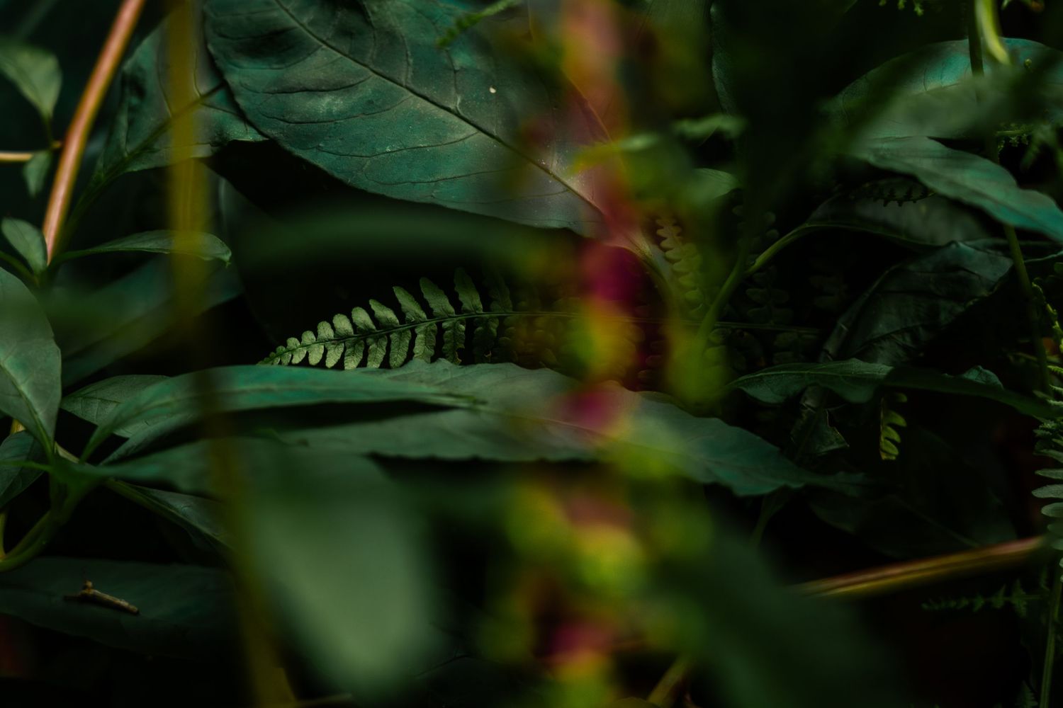 nature photography