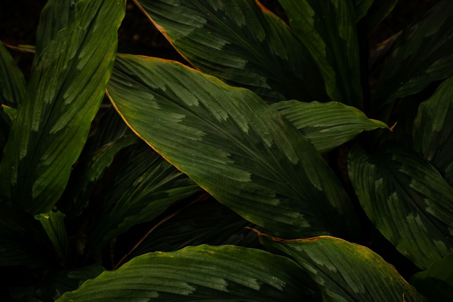 berlin botanical garden