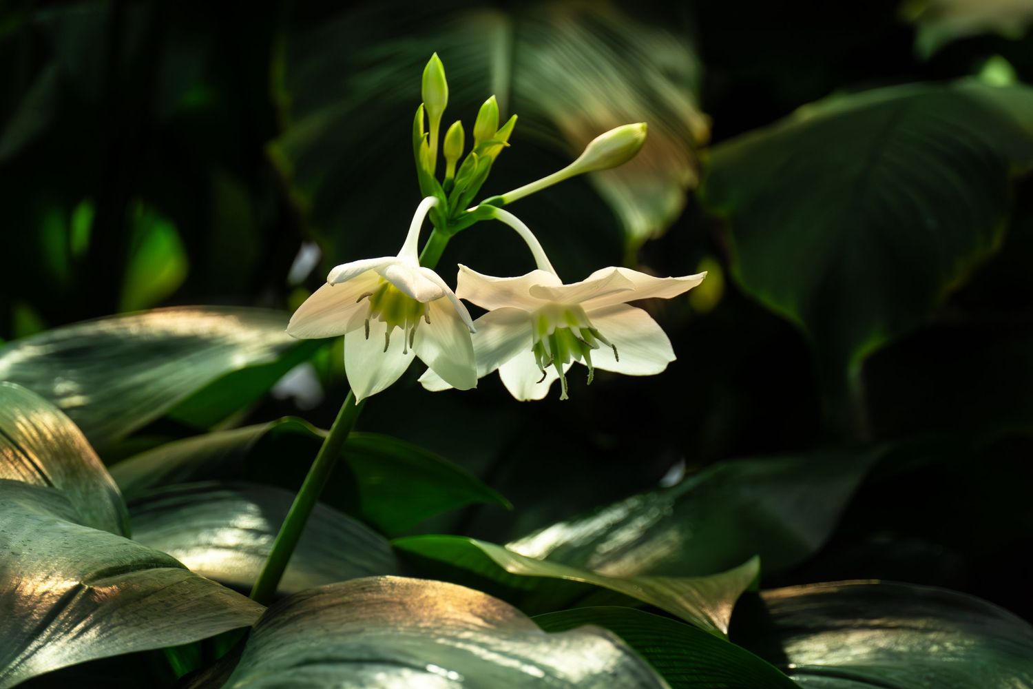 flower photography