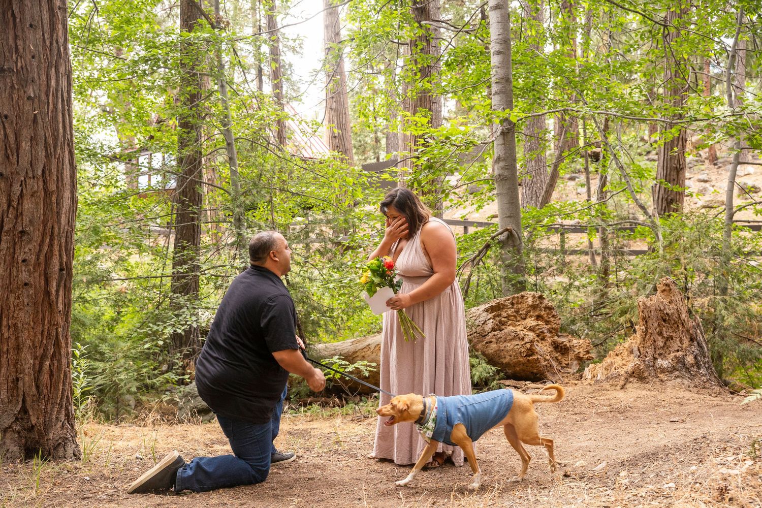 A sequence of candid outdoor photos showing a heartfelt proposal moment between two people in a sunlit forest setting.