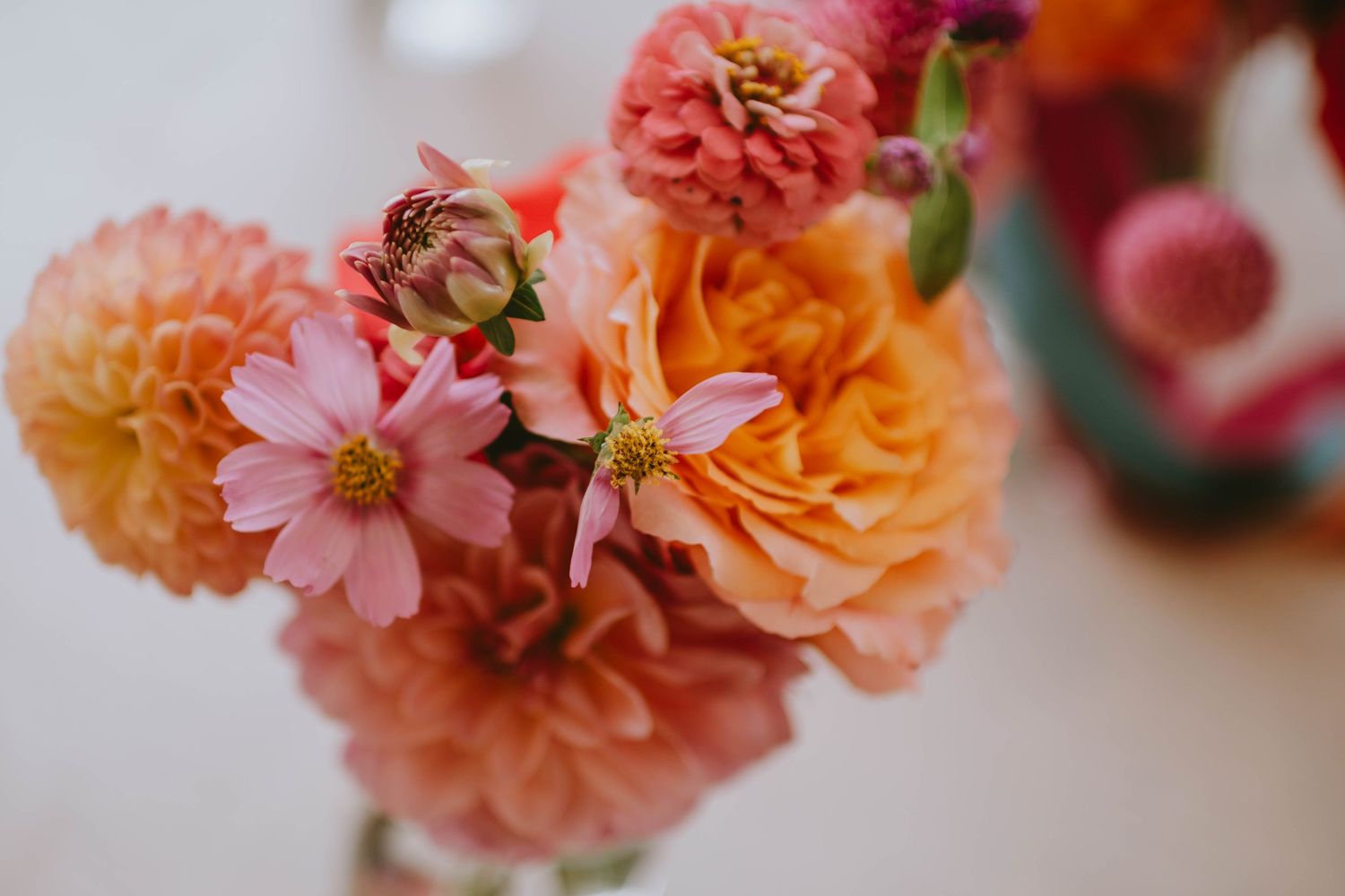 Close-up of vibrant pink, orange, and coral dahlias and cosmos flowers arranged in a beautiful bouquet.