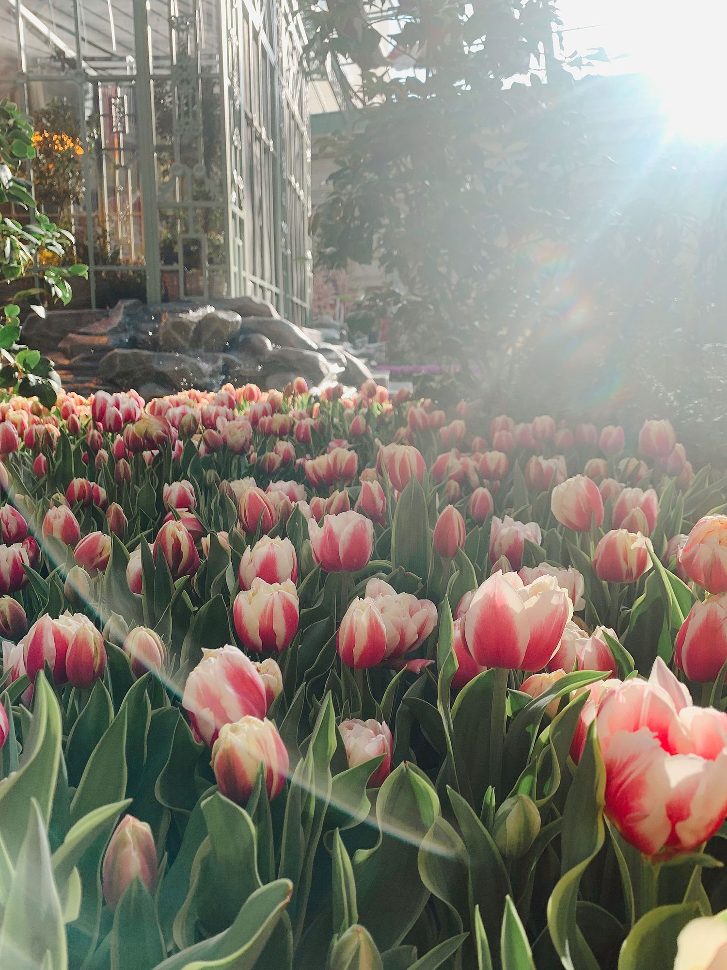 Pink and peach tulips blooming in a garden with sunlight streaming through glass windows.