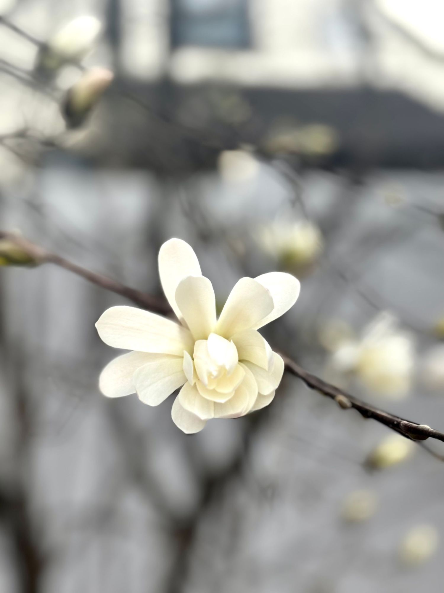 A close-up photo of a delicate white magnolia flower bloom on a branch.