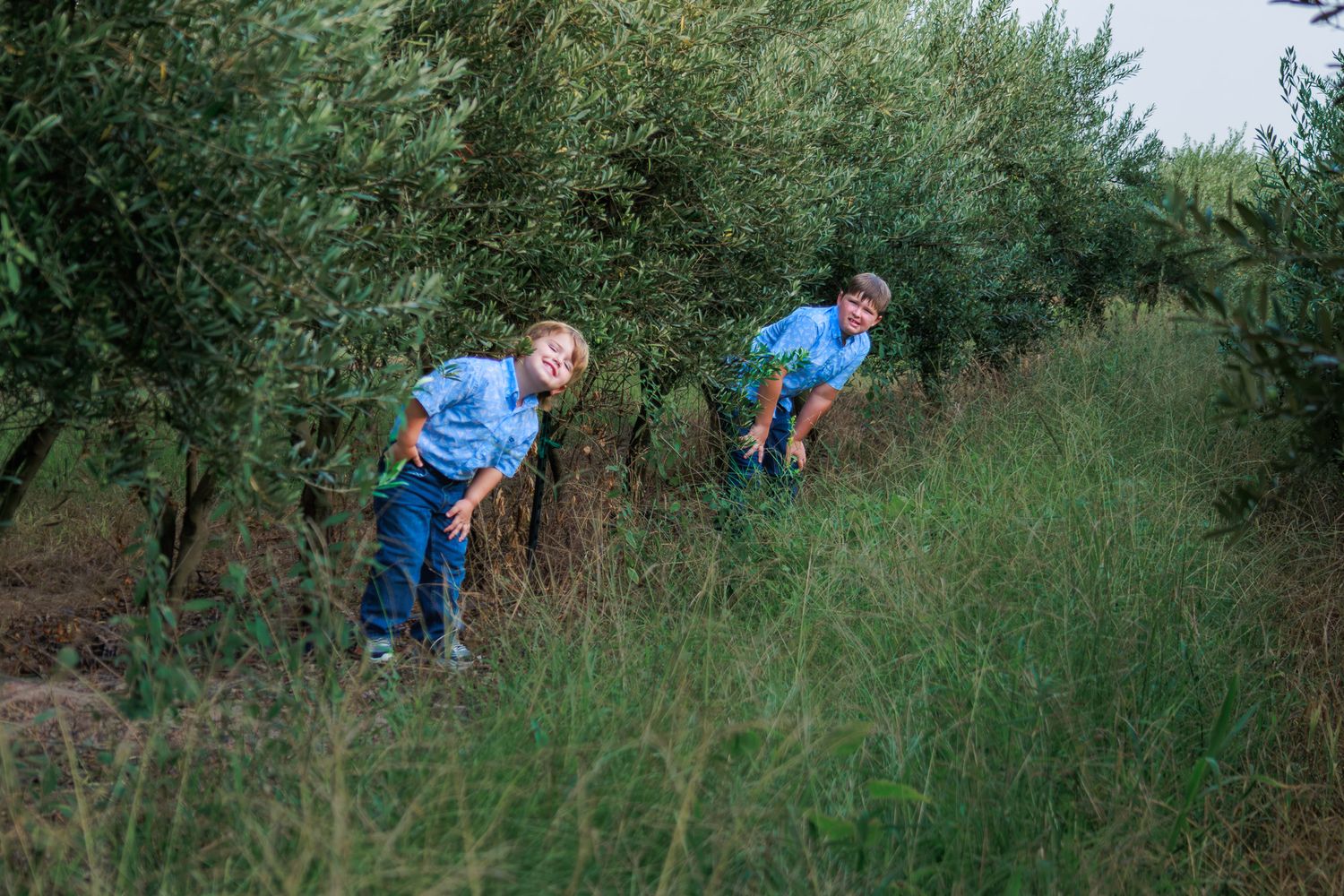 Two children in blue shirts explore a lush green orchard, bending down among tall grass between olive trees.