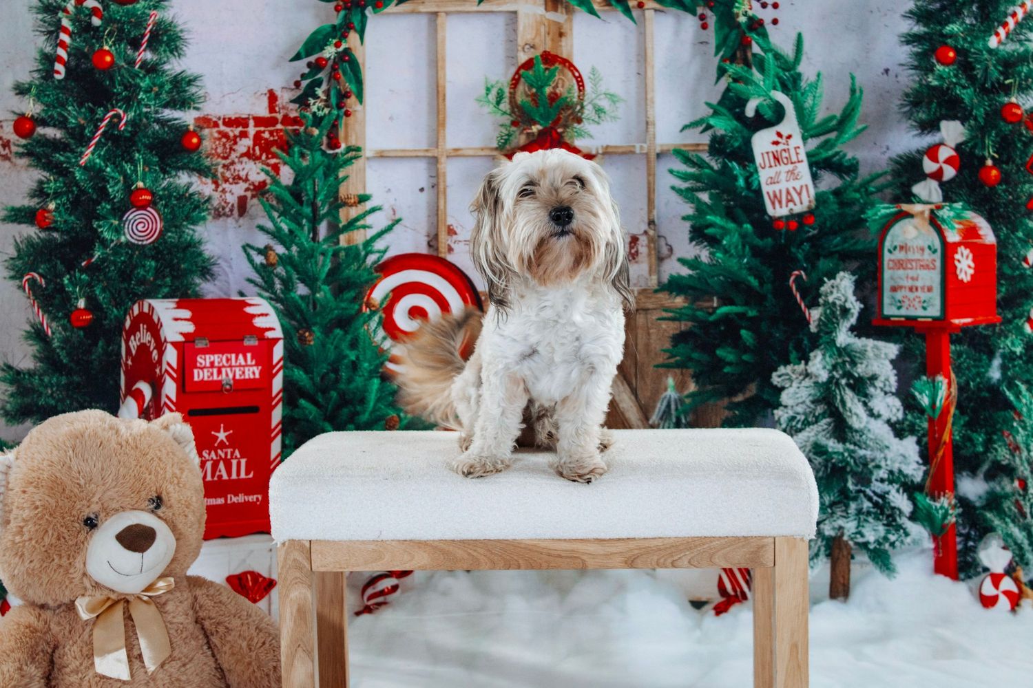 A small white dog poses on a bench surrounded by festive Christmas decorations and snow-dusted trees.