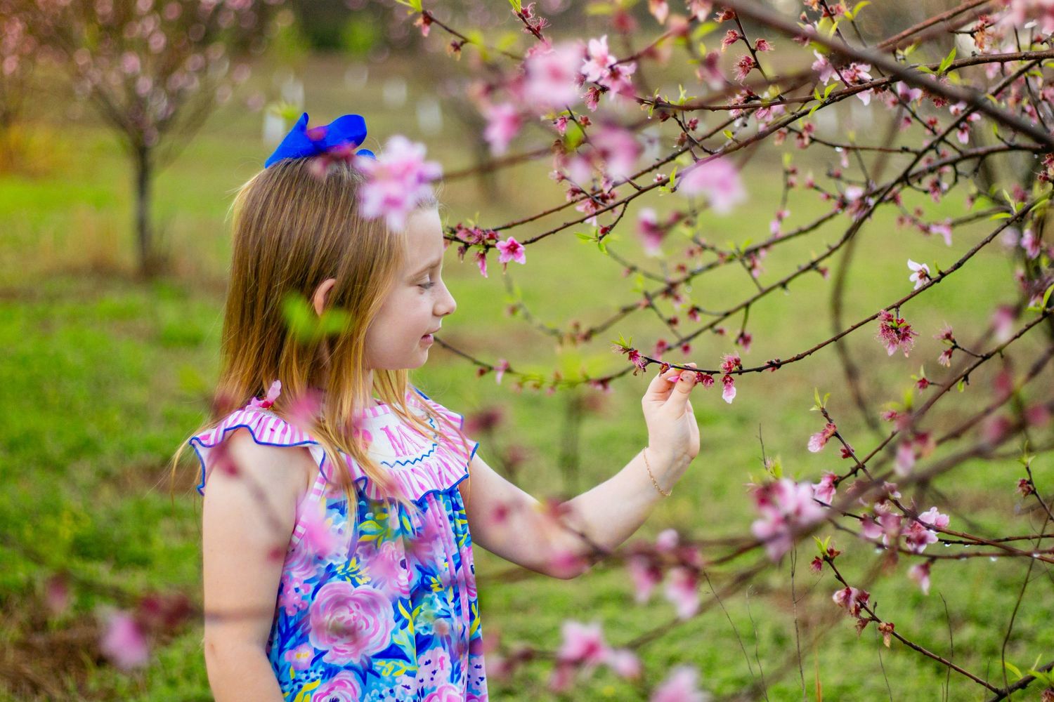 Young girl in floral dress reaching for pink cherry blossoms in orchard.
