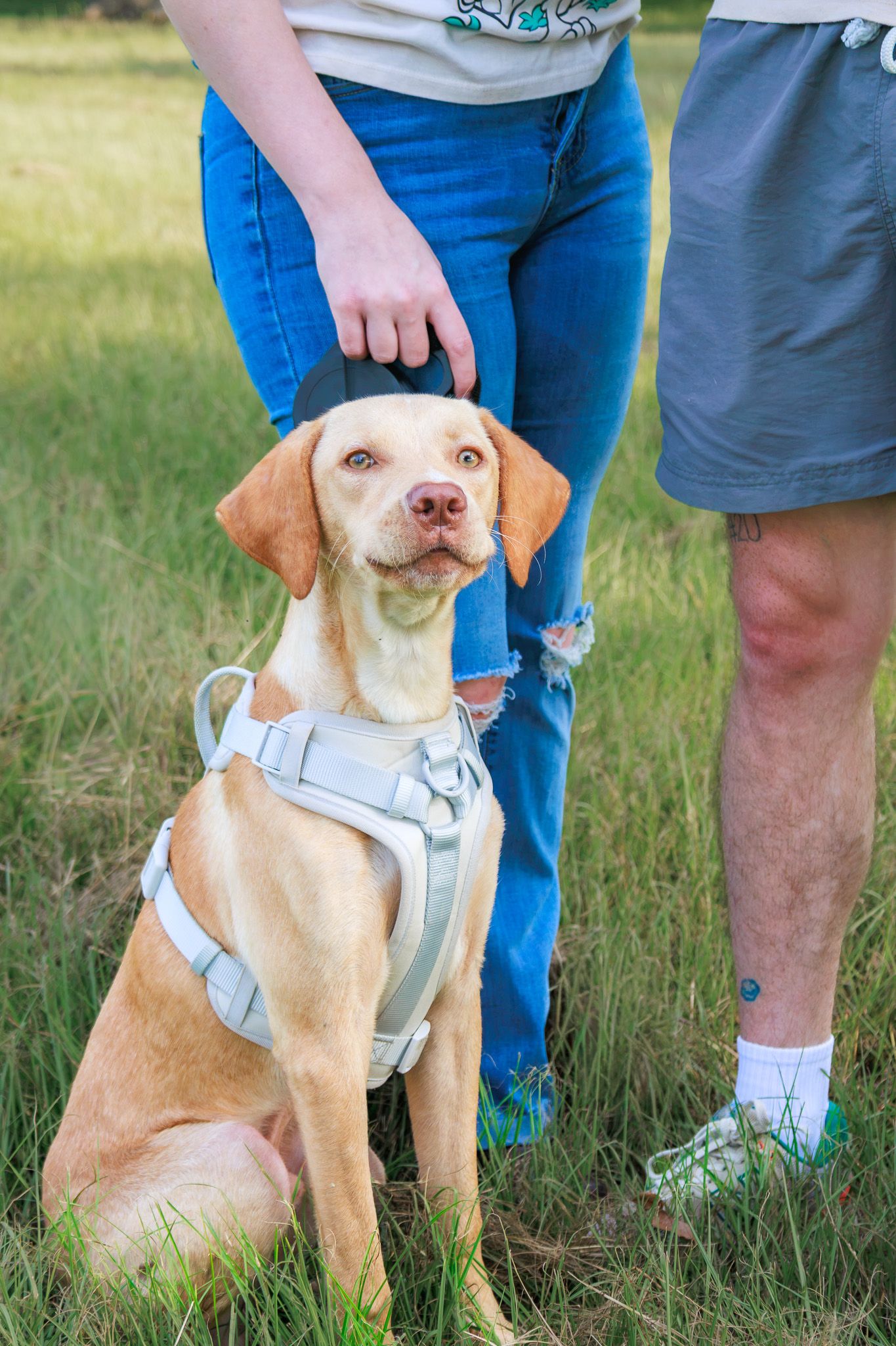 A yellow Labrador dog wearing a gray harness sits in grass between two people on a sunny day.