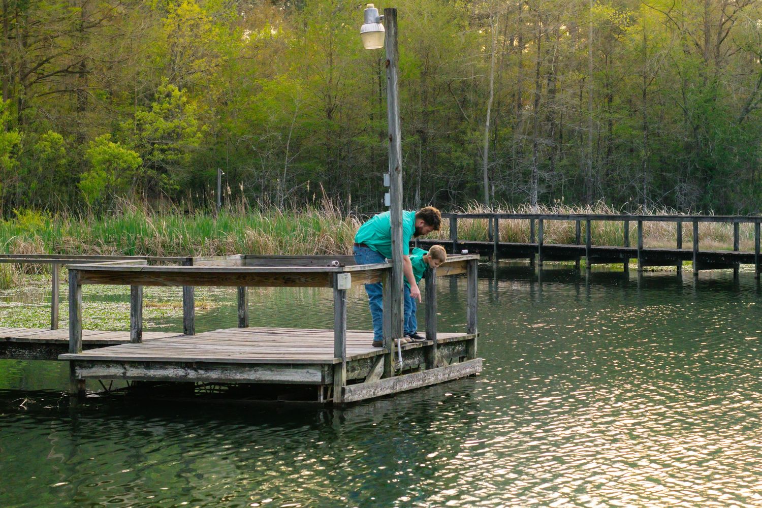 Man in green shirt leans over railing of wooden dock to look at the water below.