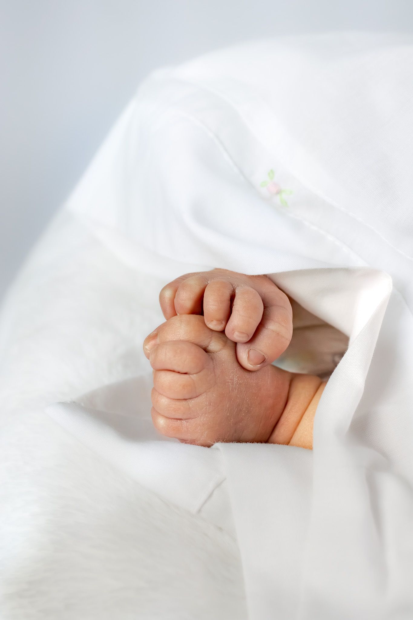 Close-up of a newborn baby's tiny hands peeking out from a white blanket.