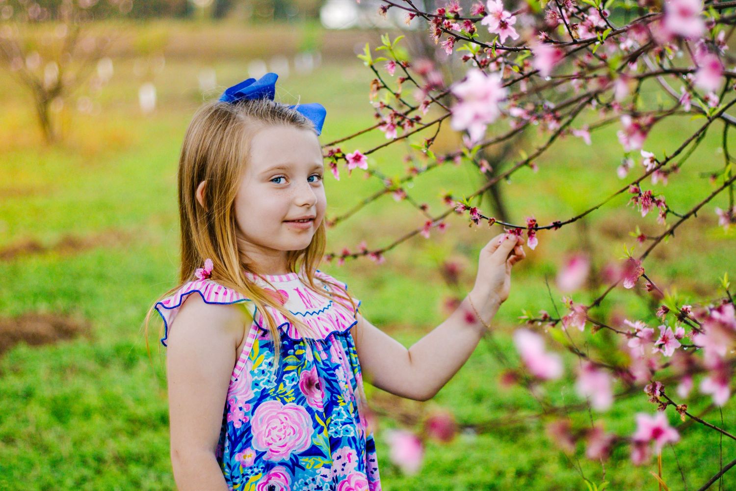 Adorable young girl in floral dress touching pink cherry blossom tree branches in blooming spring orchard.