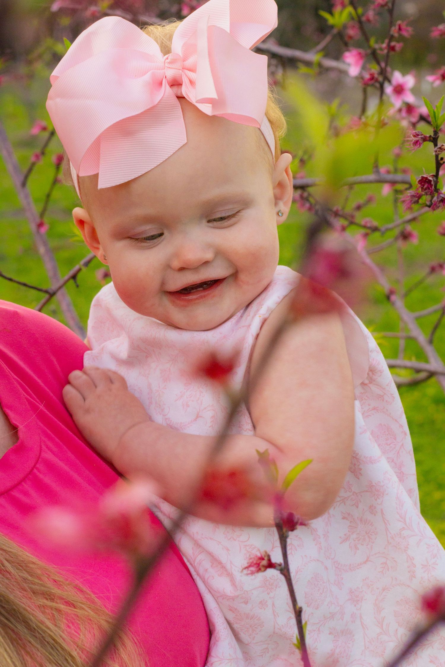 Laughing baby girl in pink bow headband and dress held up among spring cherry blossoms.