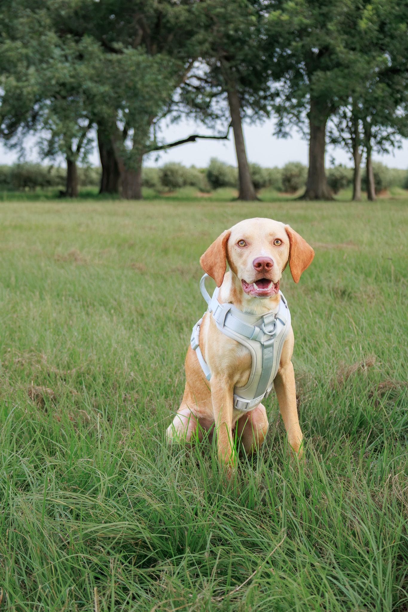 A golden Vizsla dog wearing a gray harness sits attentively in a lush green grassy field with trees in the background.