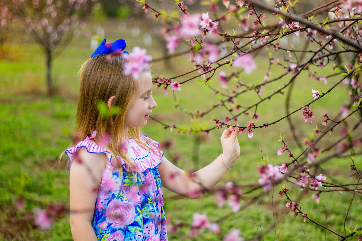 Sweet young girl in blue floral dress reaching to touch pink cherry blossom branches in spring.