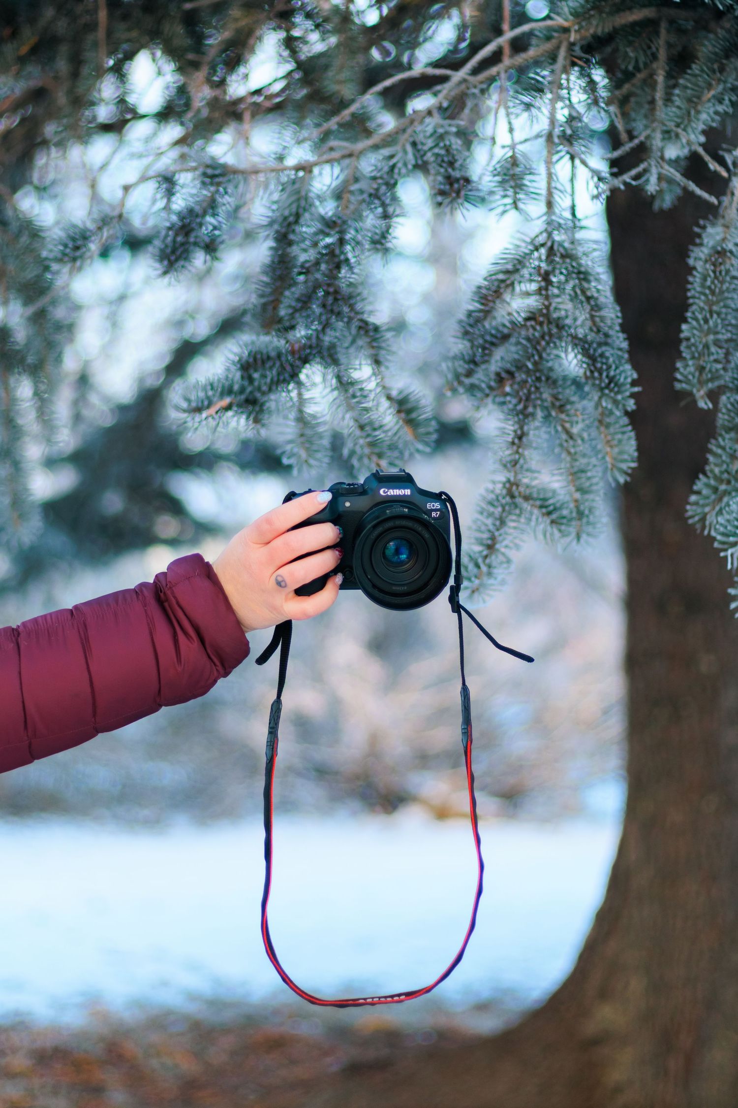 A camera with a burgundy strap is photographed in a winter forest setting with snowy evergreen branches in soft focus.