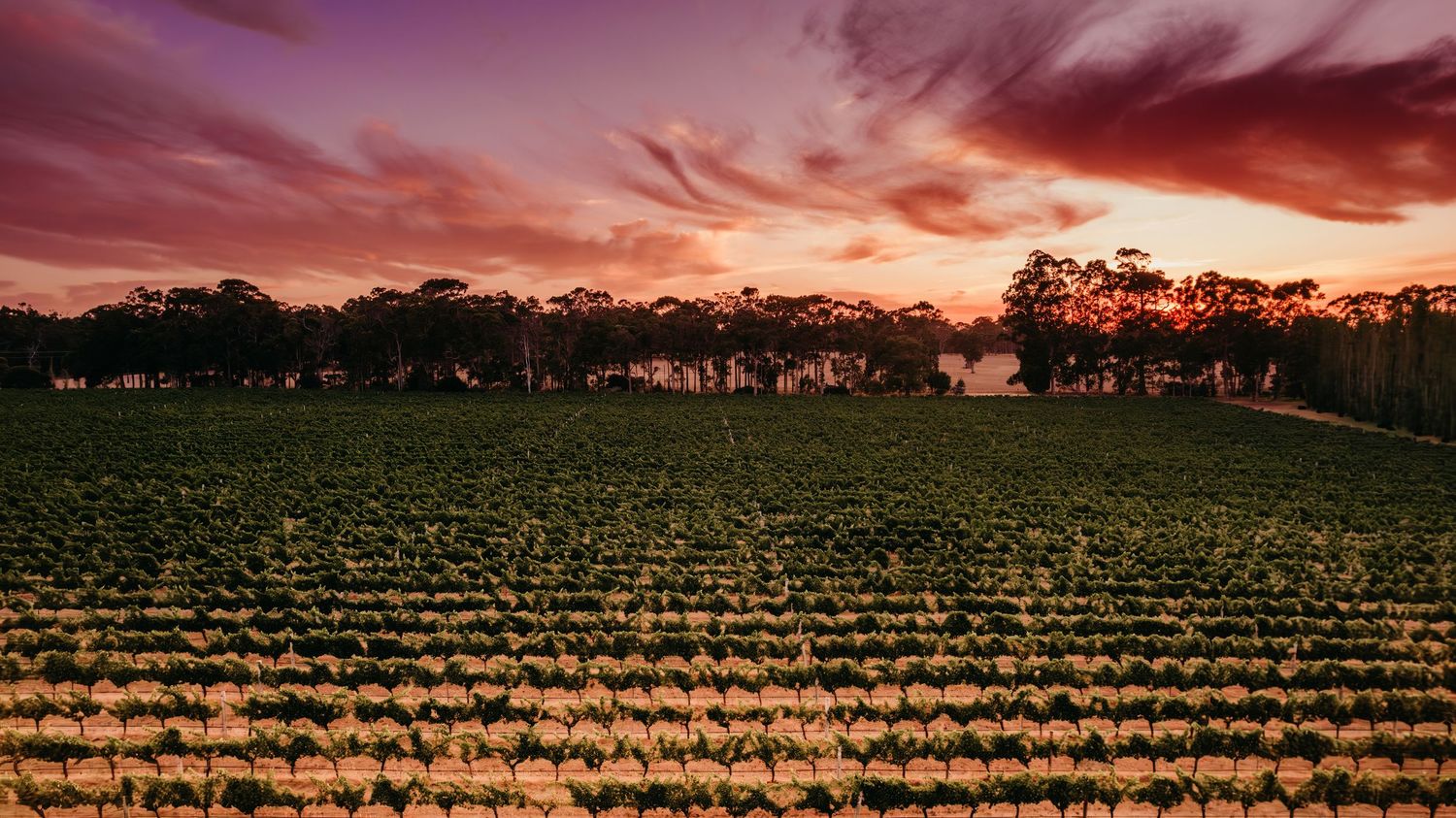 Golden sunset casts warm light over neat vineyard rows with silhouetted trees against a vivid purple sky.
