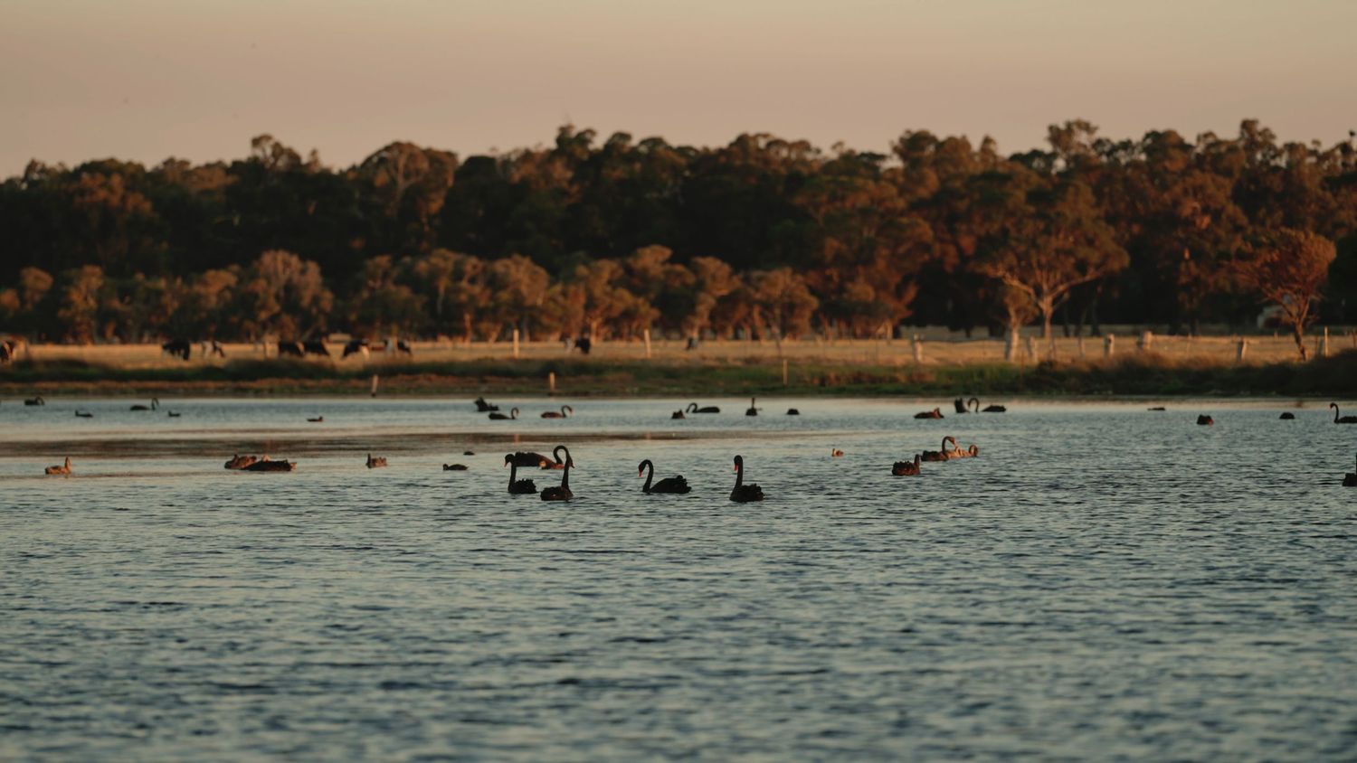 Flock of black swans gliding across a calm lake at dusk with golden-lit trees reflected in the water.