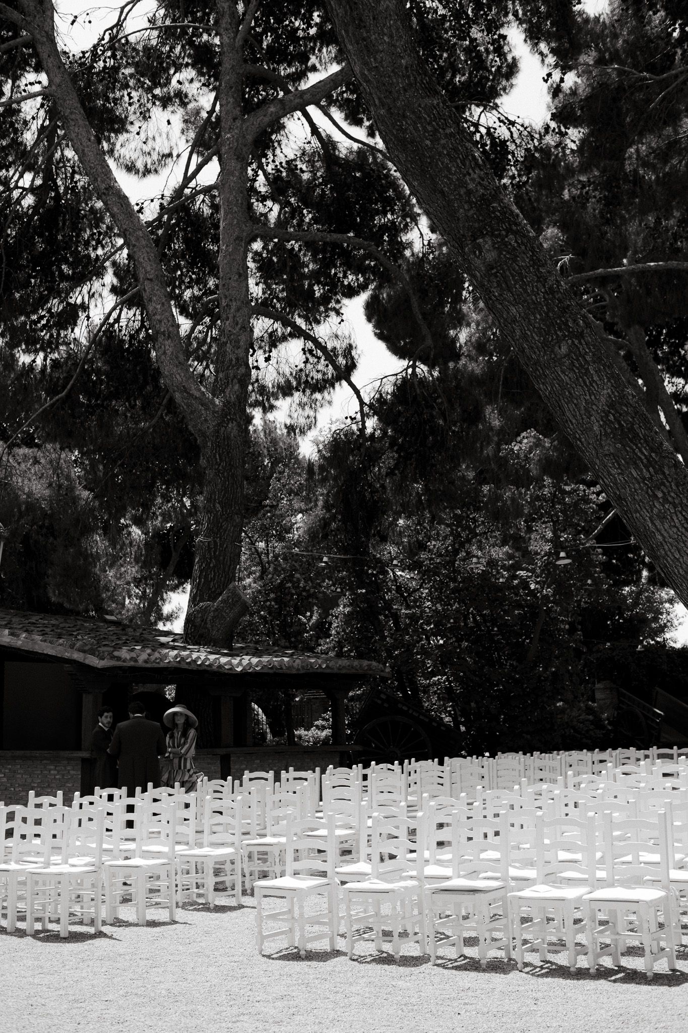 Rows of white chairs set up outdoors under tall pine trees for a wedding ceremony.