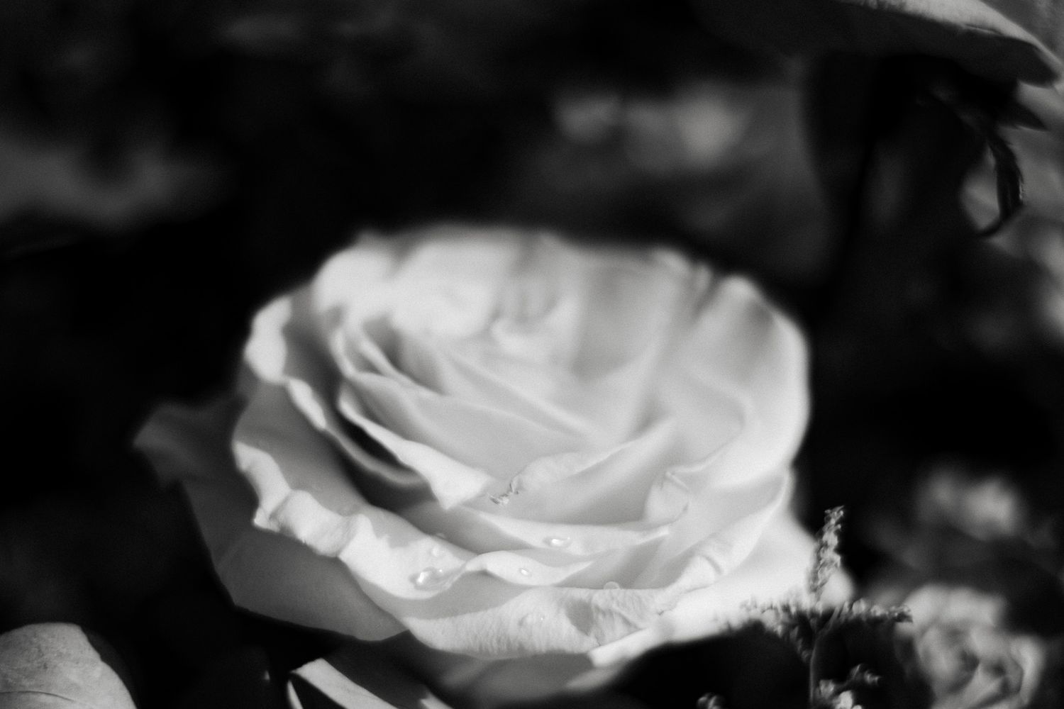 Macro shot of a white rose in black and white with soft bokeh background.