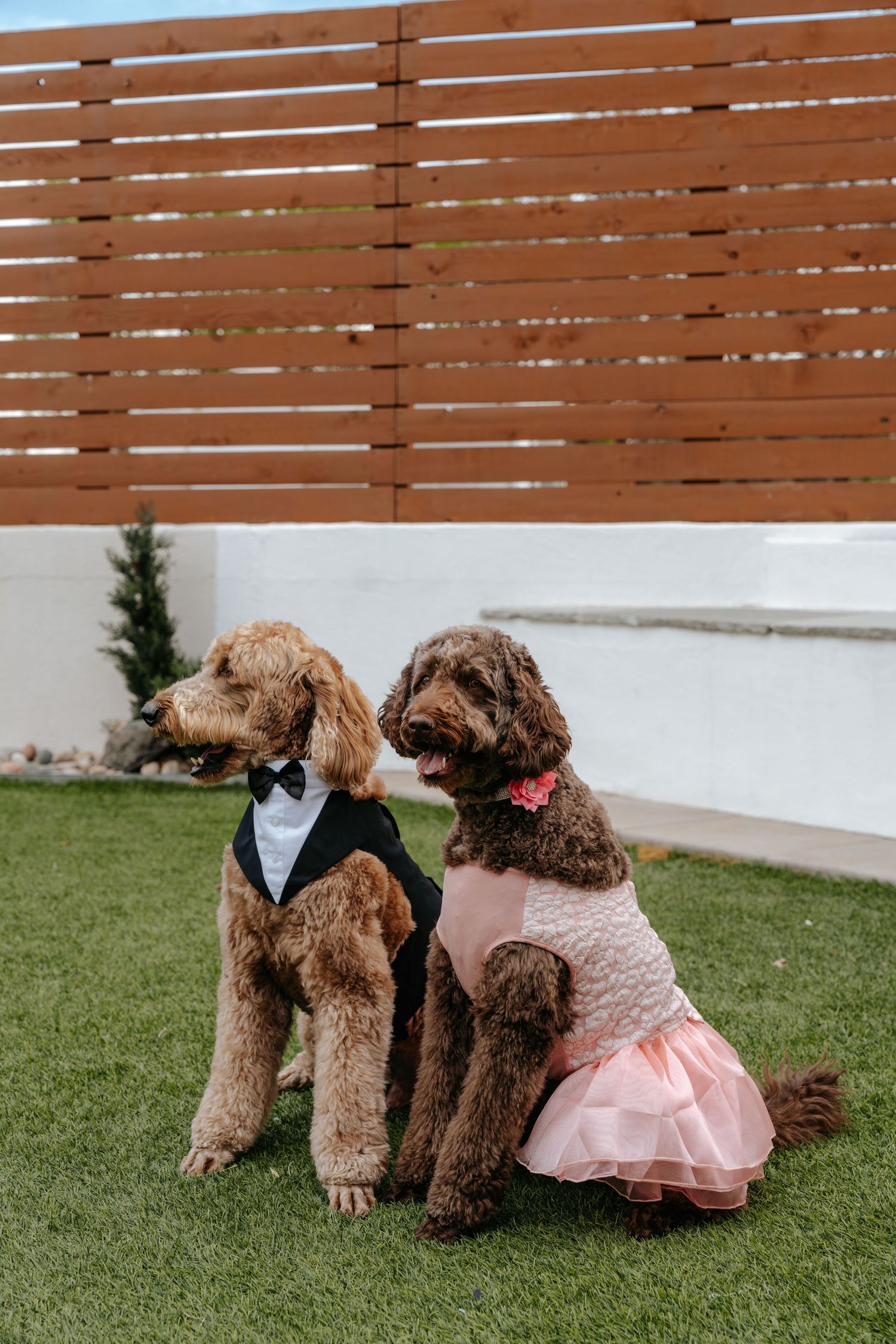 Two goldendoodle dogs dressed in formal wedding attire, one in a tuxedo and one in a pink dress, sitting on green grass.